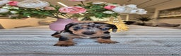 Dachshund dogs for sale: 💙Miniature Dachshund puppies! First litter!🩷  - Advert 32