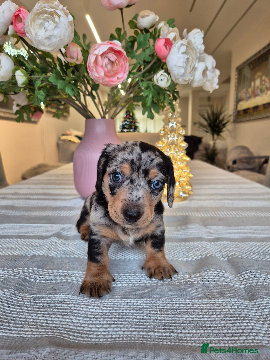 Dachshund dogs for sale: 💙Miniature Dachshund puppies! First litter!🩷  - Advert 32