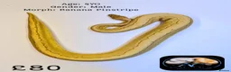 Python Snake reptiles for sale: Ball Pythons for Sale - Advert 3