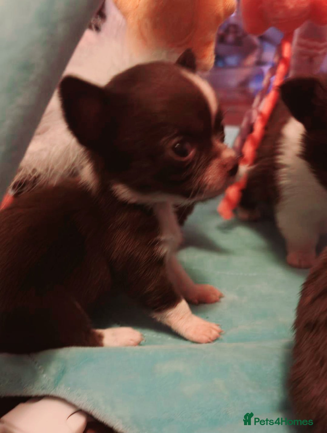 Chihuahua dogs for sale: Beautiful chihuahua babies - Advert 13