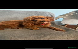 Cavapoo dogs for sale: Stunning F1B Cavapoo puppies  - Image 22
