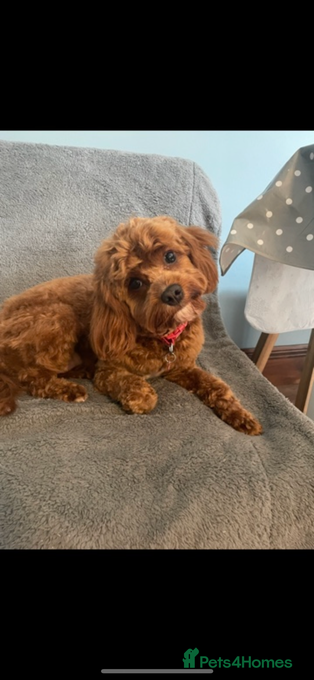 Cavapoo dogs for sale: Stunning F1B Cavapoo puppies  - Image 22