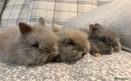Lionhead rabbits for sale: Double maned lion head bunnies for sale  - Image 1