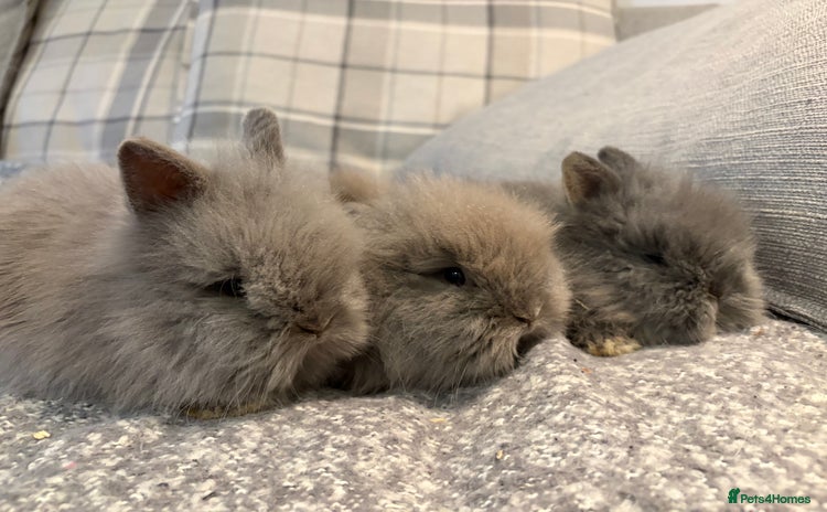 Lionhead rabbits - Advert 2