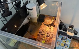 Turtle reptiles for sale: 1 Year Old Musk Turtle Looking for a Loving Home - Image 1