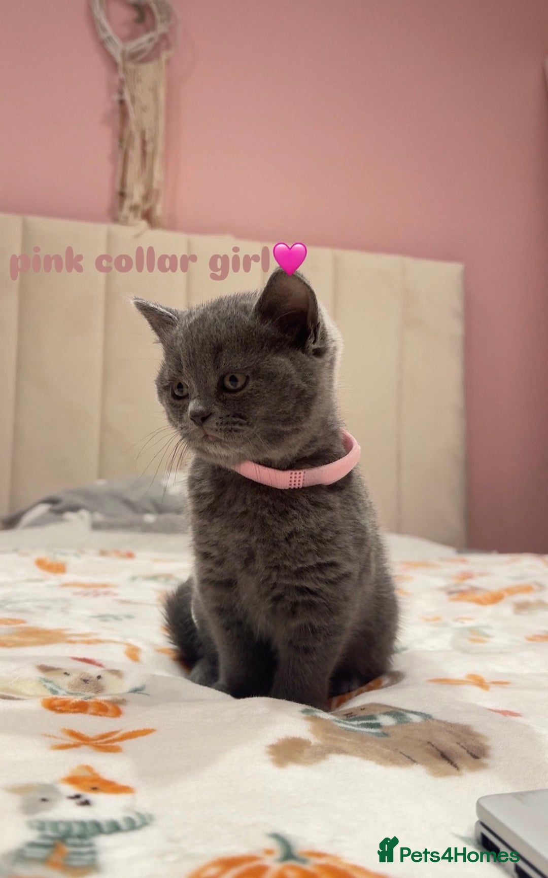 British Shorthair cats for sale: Gorgeous British Shorthairs - Advert 8