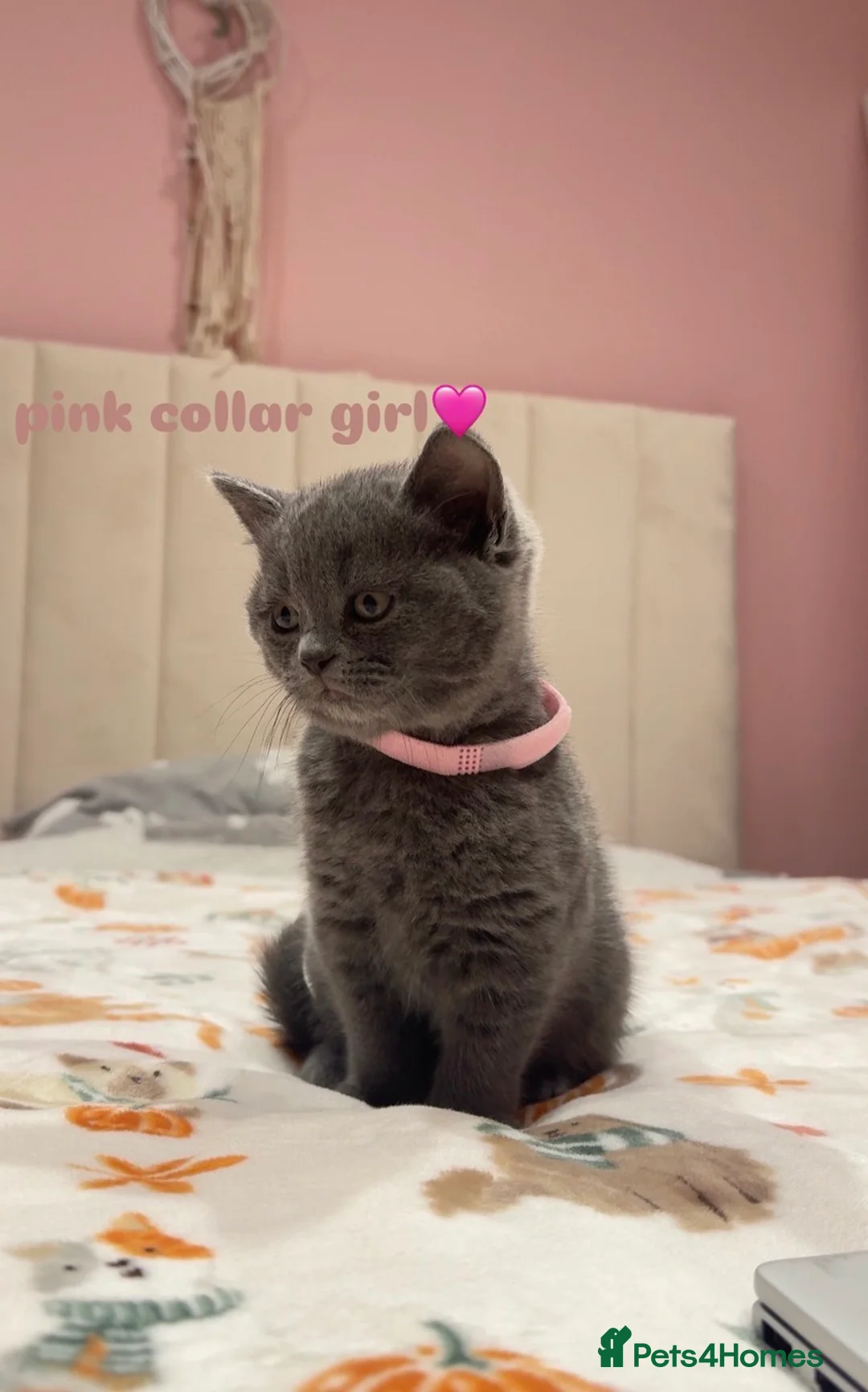 British Shorthair cats for sale: Gorgeous British Shorthairs - Advert 8