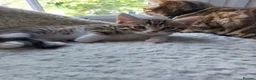Bengal cats for sale:  Ready NOW!Mixed/x tabby/half bengal kittens💙💚🧡 - Advert 8