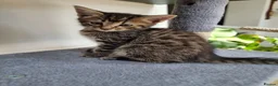 Maine Coon cats for sale: Maine Coon kittens ready to go  - Advert 5