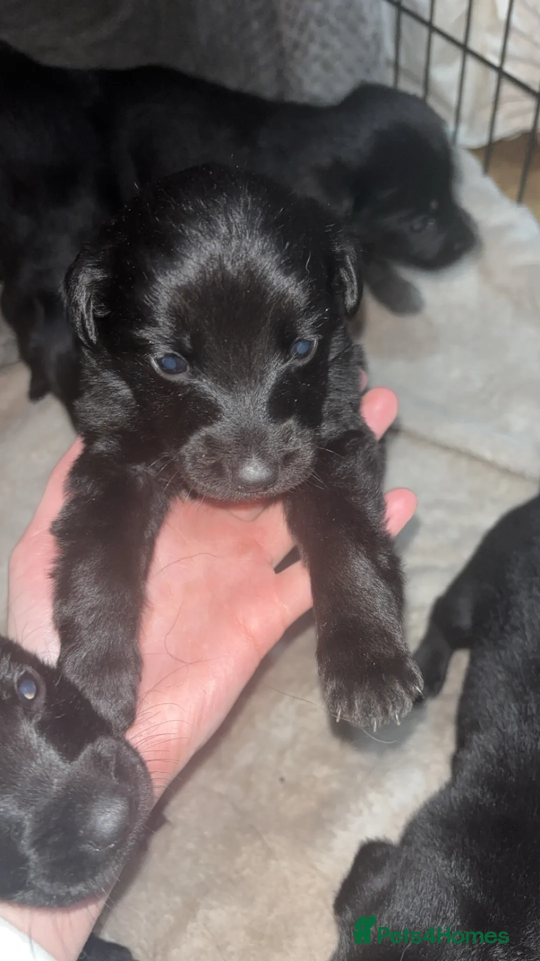 Mixed Breed dogs for sale: 9 gorgeous german shepherd cross cockapoo puppies  - Advert 8