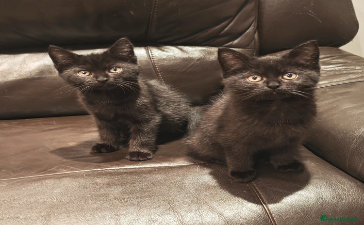 Mixed Breed cats - Advert 2