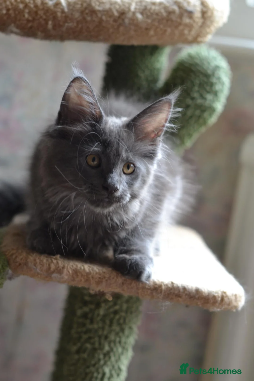 Maine Coon cats for sale: Tica Maine Coon Girls looking for forever homes - Advert 23
