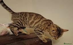 Domestic Shorthair cats for sale: Bengals  - Image 2