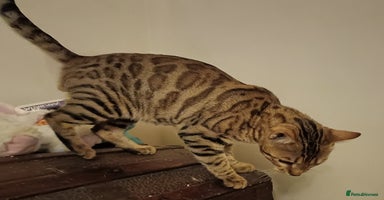 Domestic Shorthair cats - Advert 5