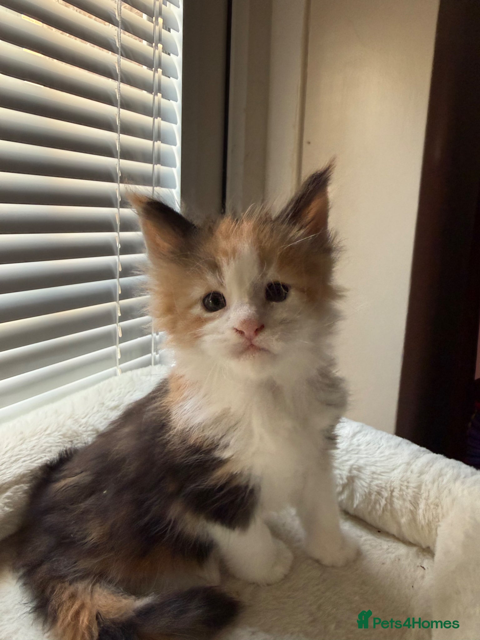Maine Coon cats Stunning Maine Coon Kittens Red & Tortie Babies - Advert 16