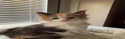 Maine Coon cats for sale: TICA Reg Maine Coon Kittens Red & Tortie Babies - Advert 13