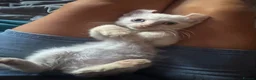 Mixed Breed cats for sale: Beautiful boy - Advert 8