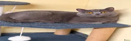 British Shorthair cats for sale: ✨3 CHUNKY BSH TICA REG BOYS✨ - Advert 27