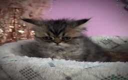 Persian cats for sale: Doll faces Persian ❌  - Image 7