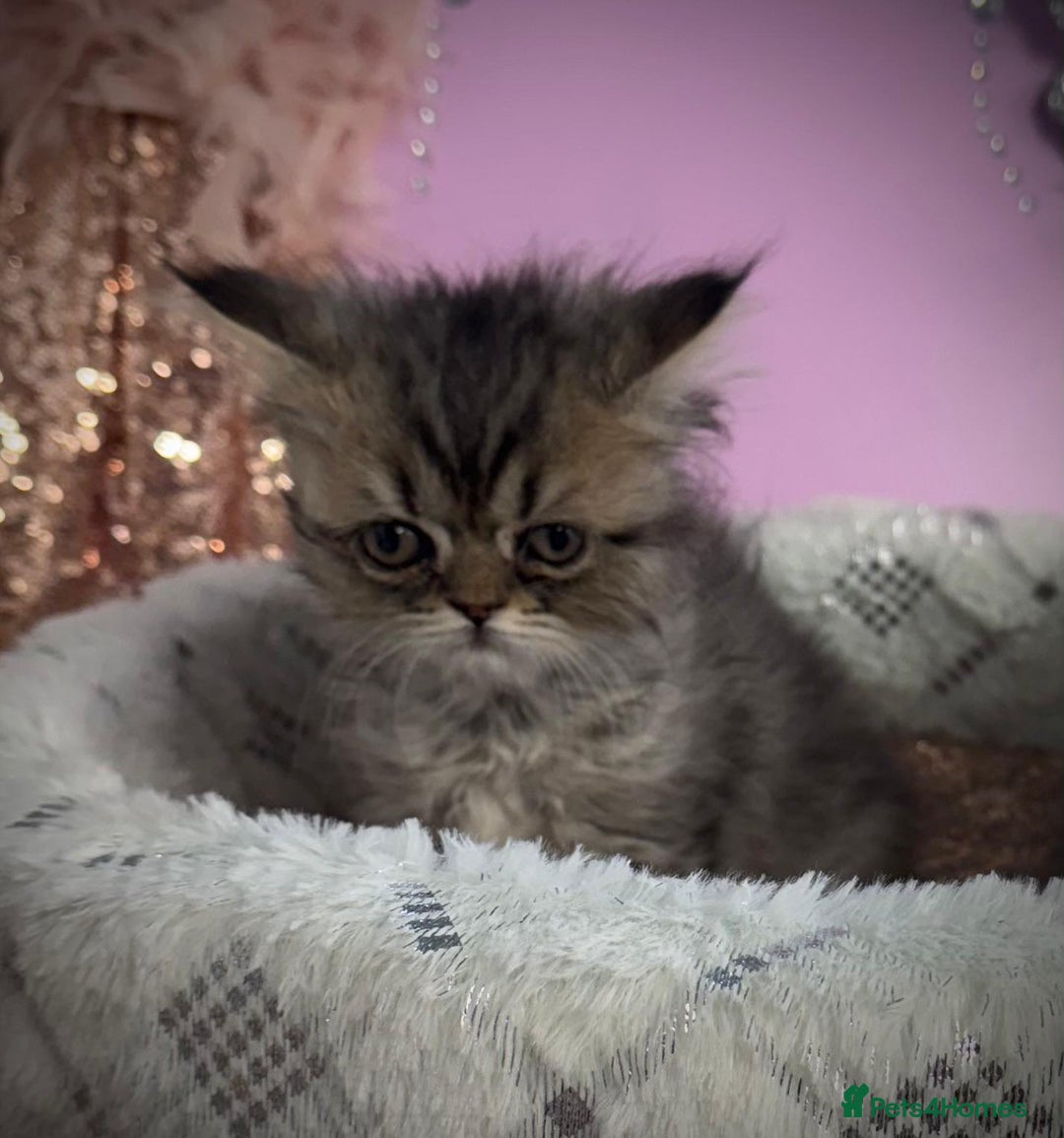 Persian cats for sale: Doll faces Persian ❌  - Image 7