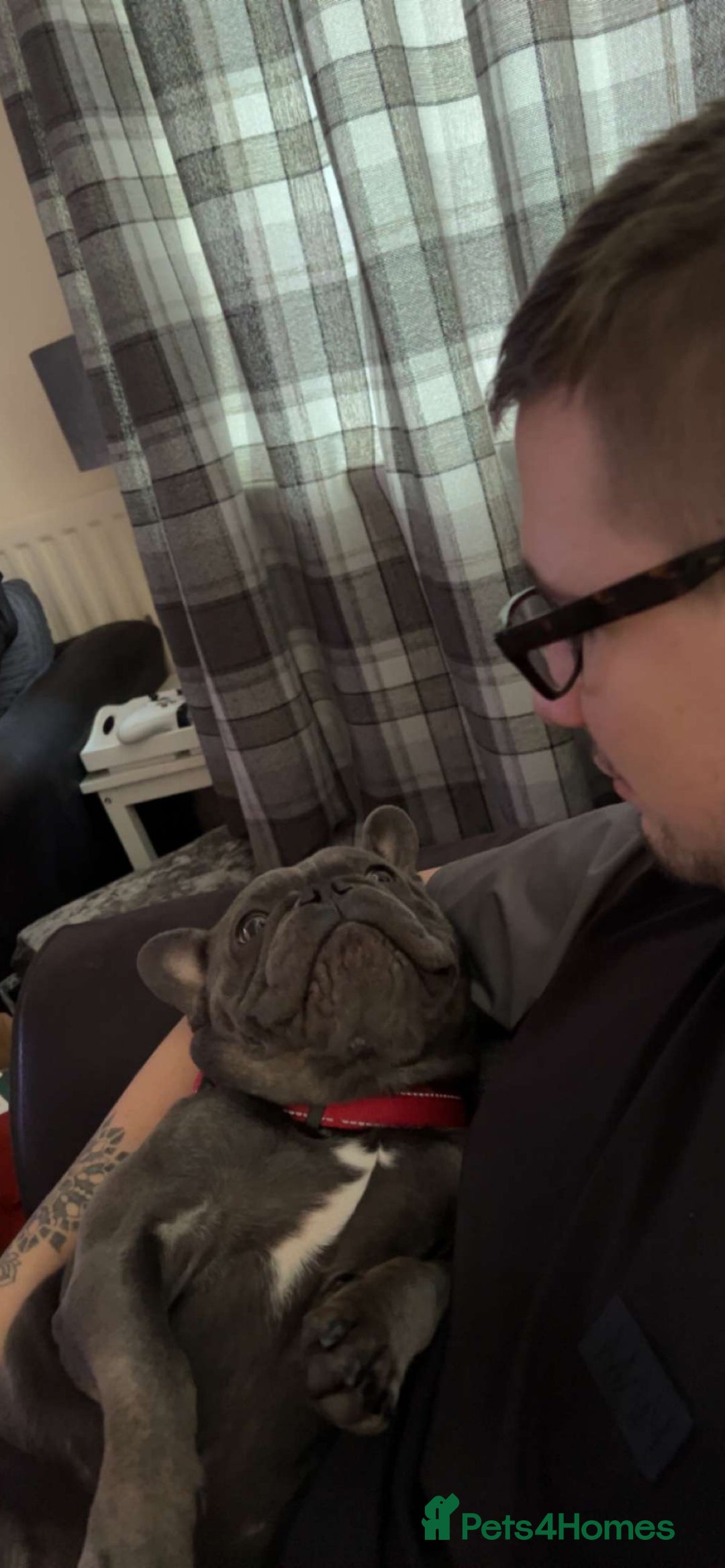 French Bulldog dogs for sale: French Bulldog Pups for sale - Image 1
