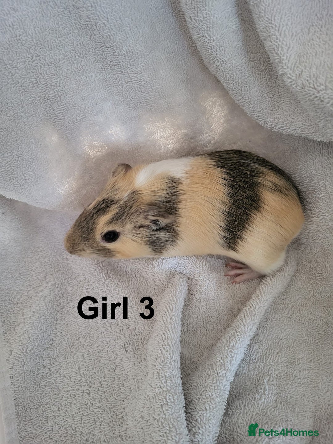 Guinea Pig rodents for sale: Baby Guinea Pigs  - Advert 4