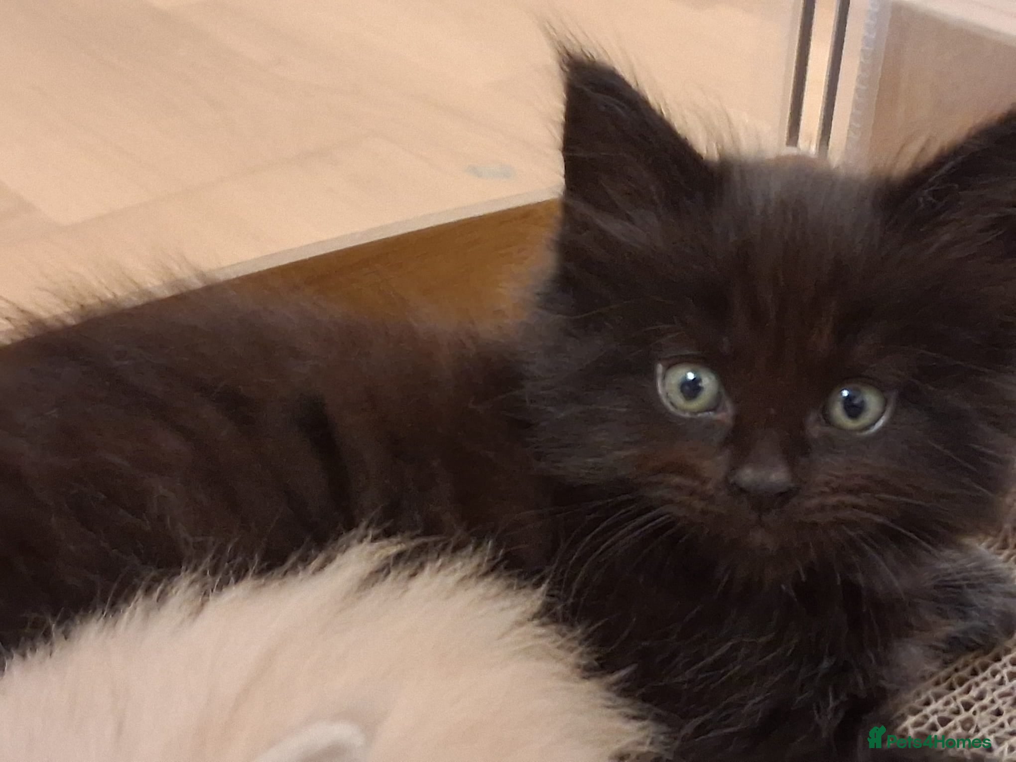 Maine Coon cats Exceptional Maine Coon kittens available - Advert 5