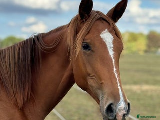 Irish Sports horses Penny - Advert 1