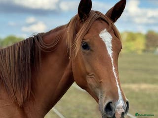Irish Sports horses Penny - Advert 6