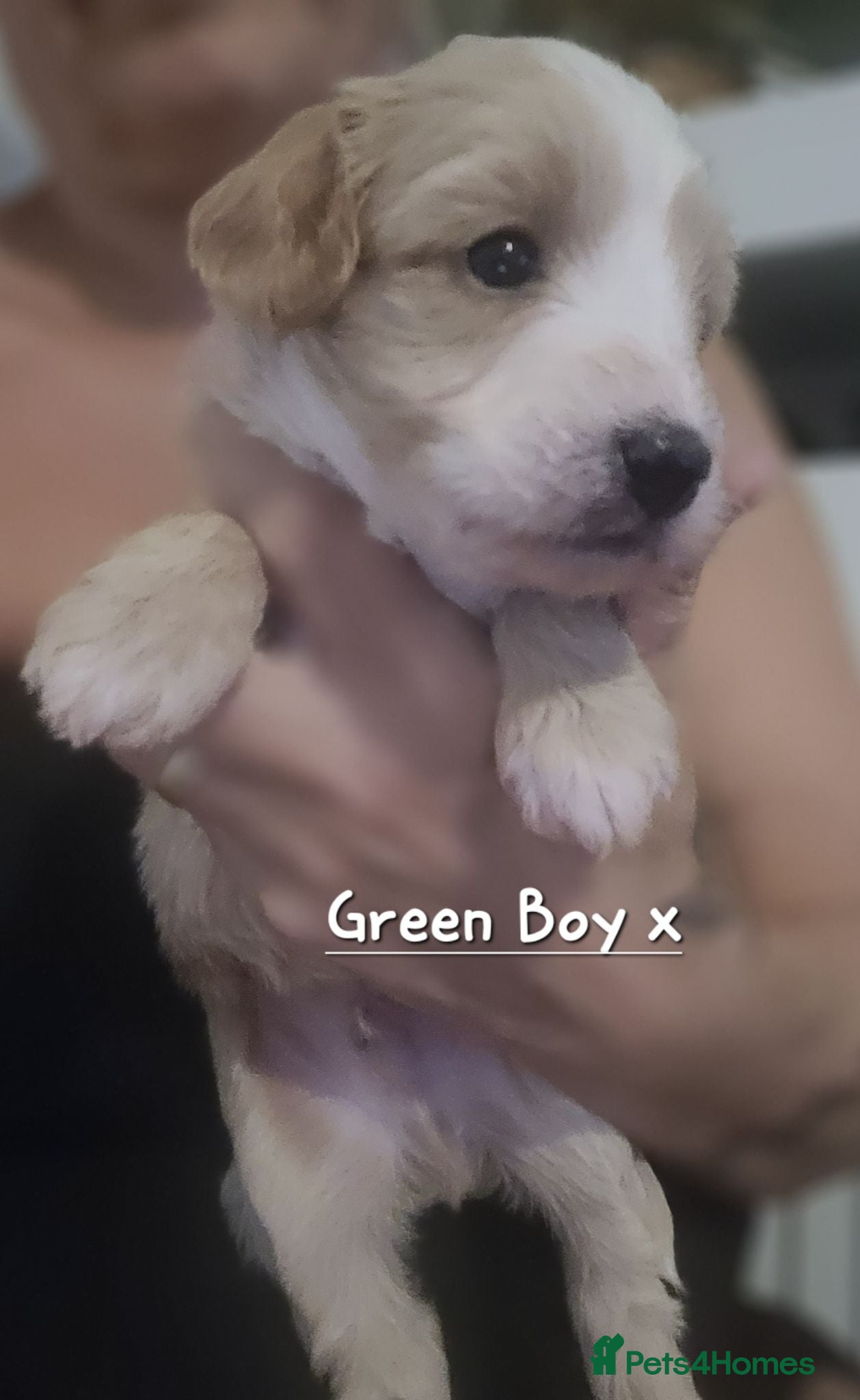 Maltipoo dogs Beautiful Maltipoo Puppies 4 weeks old  - Advert 1