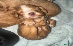Cocker Spaniel dogs for sale: Cocker spaniels  - Image 10
