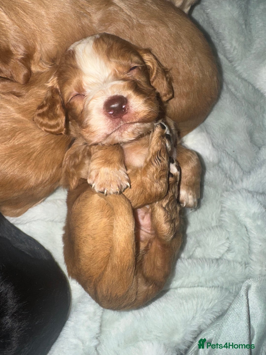 Cocker Spaniel dogs for sale: Cocker spaniels  - Image 10