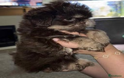 Shih Tzu dogs for sale: Imperial shih tzu pups - Image 3