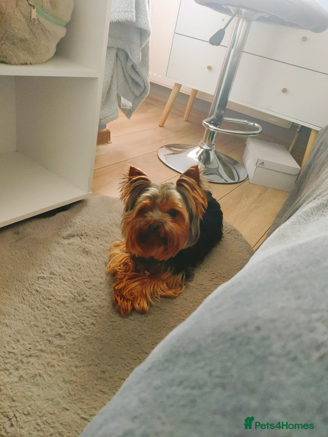 Yorkshire Terrier dogs for stud: Dog for stud  in Retford - Advert 6