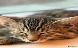 Mixed Breed cats for sale: Cute kitten  - Image 4