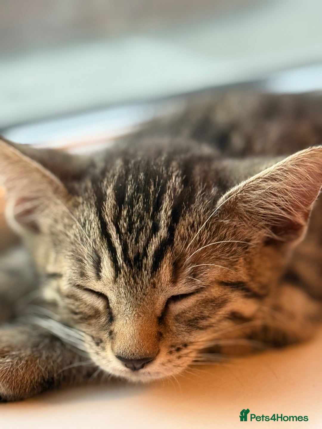 Mixed Breed cats for sale: Cute kitten  - Image 4
