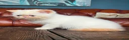Exotic cats for sale: Last Remaining Colourpoint Exotic Boy - Advert 29