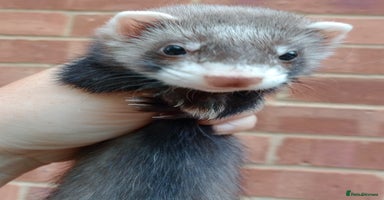 Ferret rodents - Advert 11