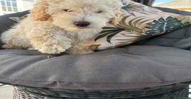 Miniature Poodle dogs - Advert 1