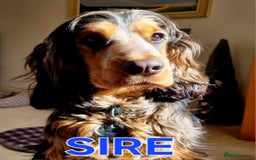 Cocker Spaniel dogs for sale: Beautiful Show Type Cocker Spaniels  - Image 3