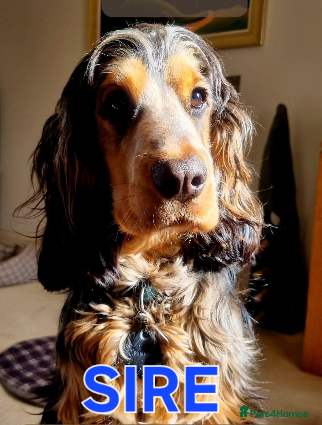Cocker Spaniel dogs for sale: Beautiful Show Type Cocker Spaniels  - Image 3