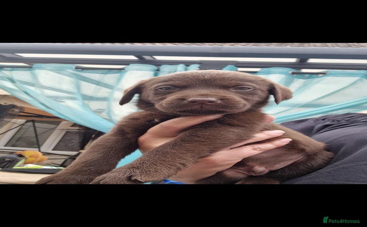 Labrador Retriever dogs - Advert 7