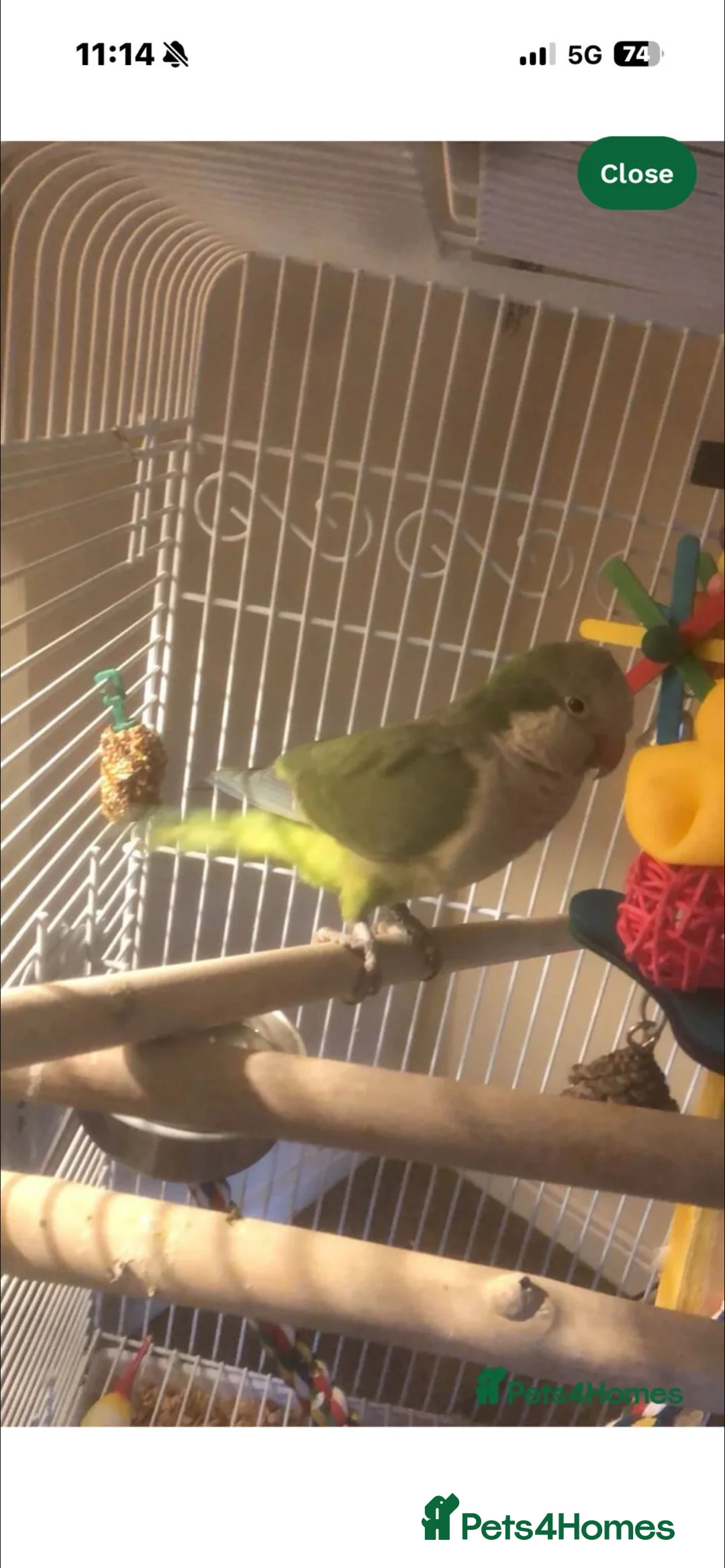 Parakeets birds for sale: Mont parakeet  in Brierley Hill - Advert 1