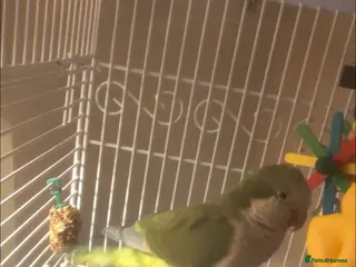 Parakeets birds Mont parakeet in Brierley Hill - Advert 1