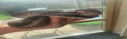 Python Snake reptiles for sale: Female royal ball python - Advert 3