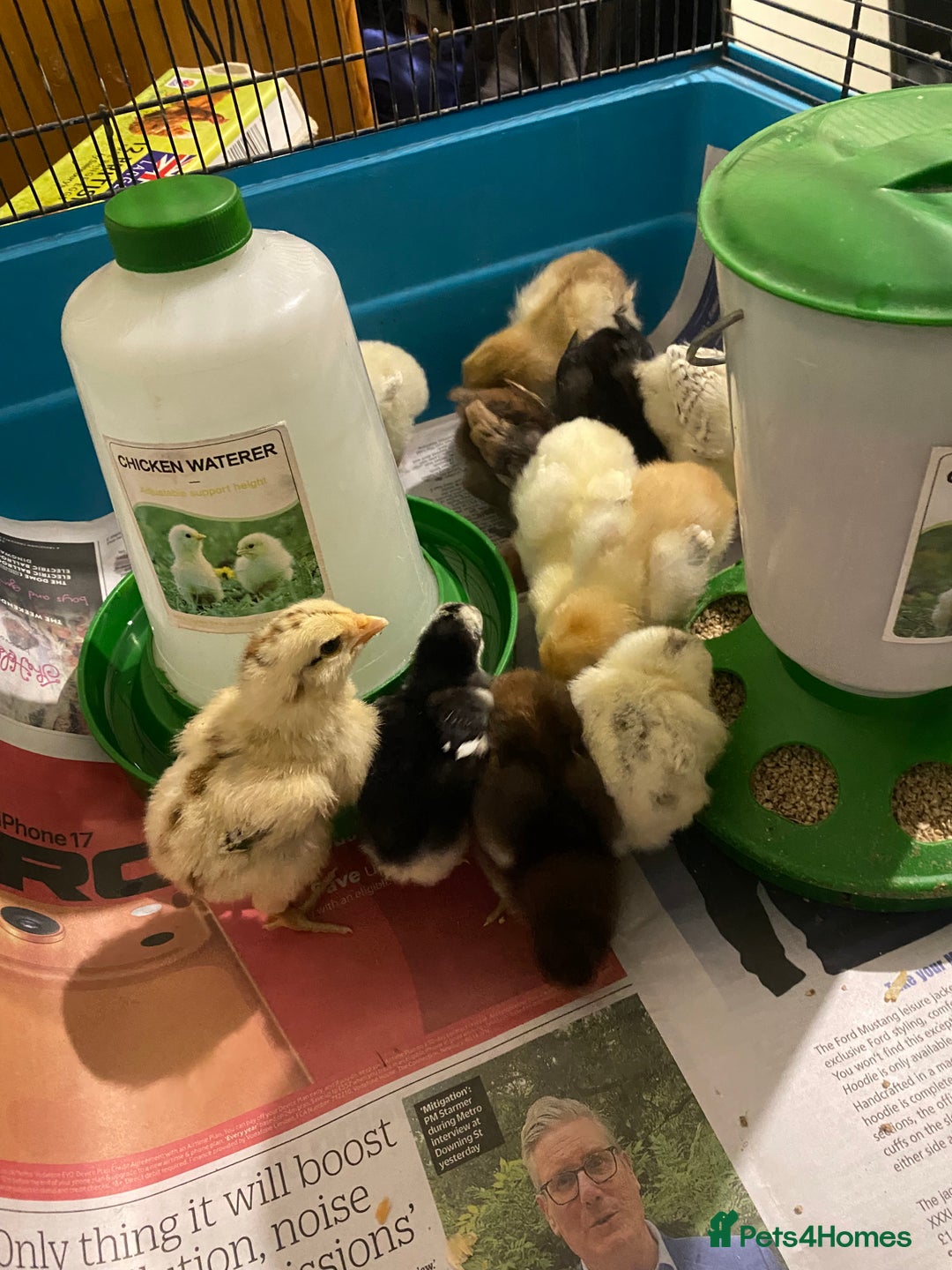 Chickens poultry for sale: 10 Aseel chicks and 2 Brahma chicks for sale - Image 3