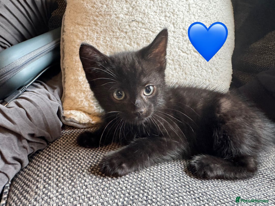Mixed Breed cats for sale: Kittens ready for new home now  - Image 1