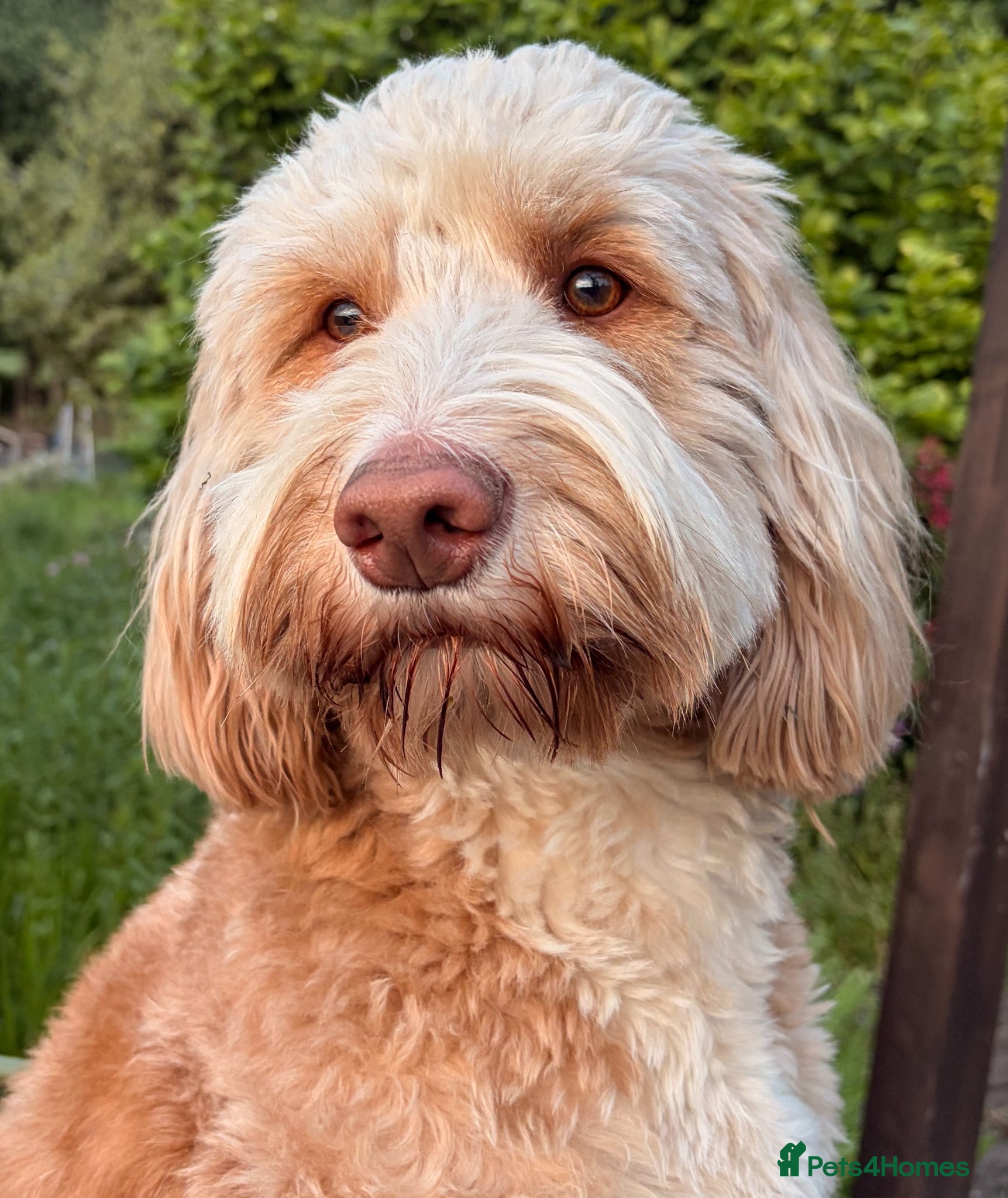 Double Doodle dogs First time Stud - handsome caramel double doodle - Advert 1