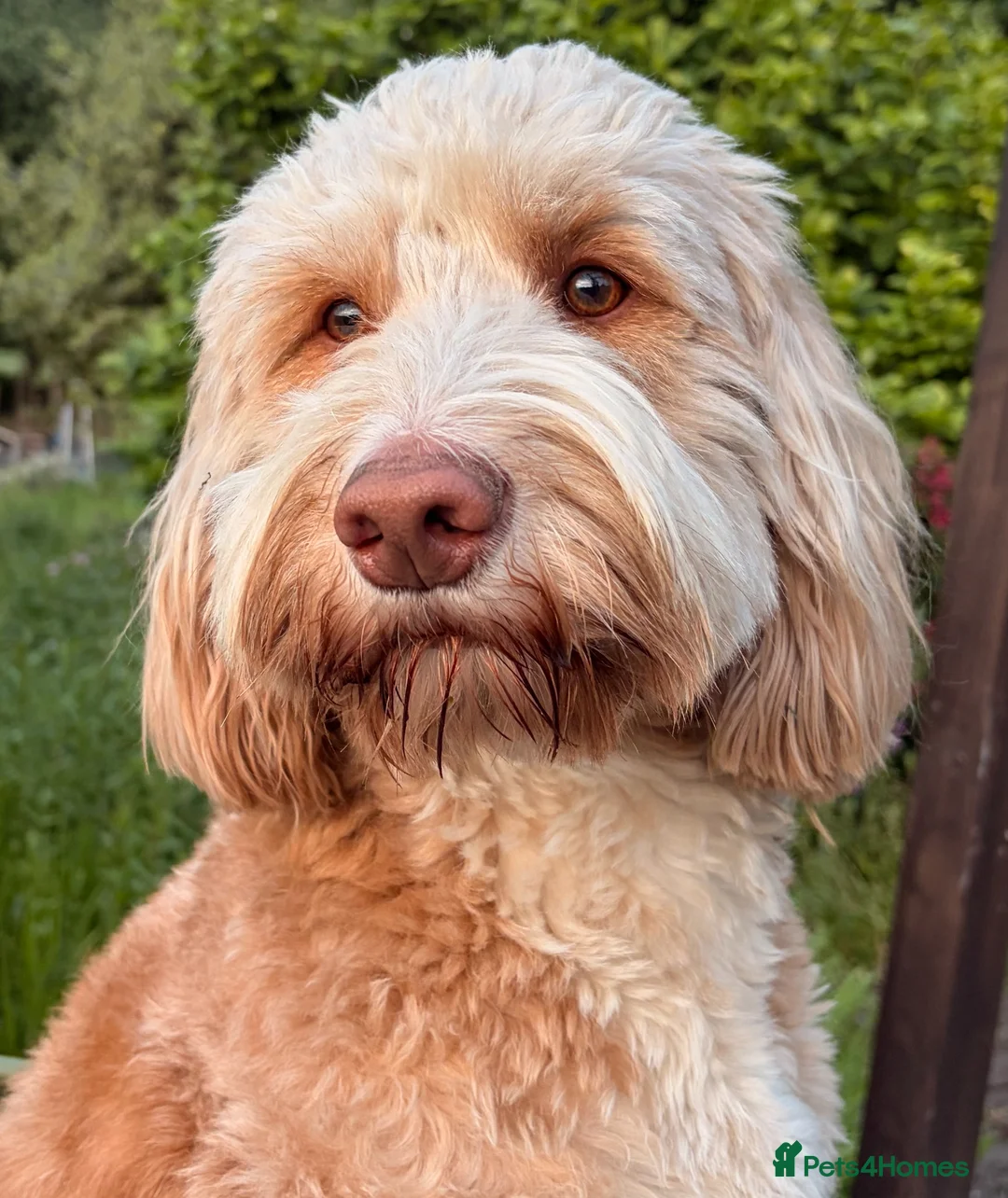 Double Doodle dogs for stud: First time Stud - handsome caramel double doodle - Advert 1