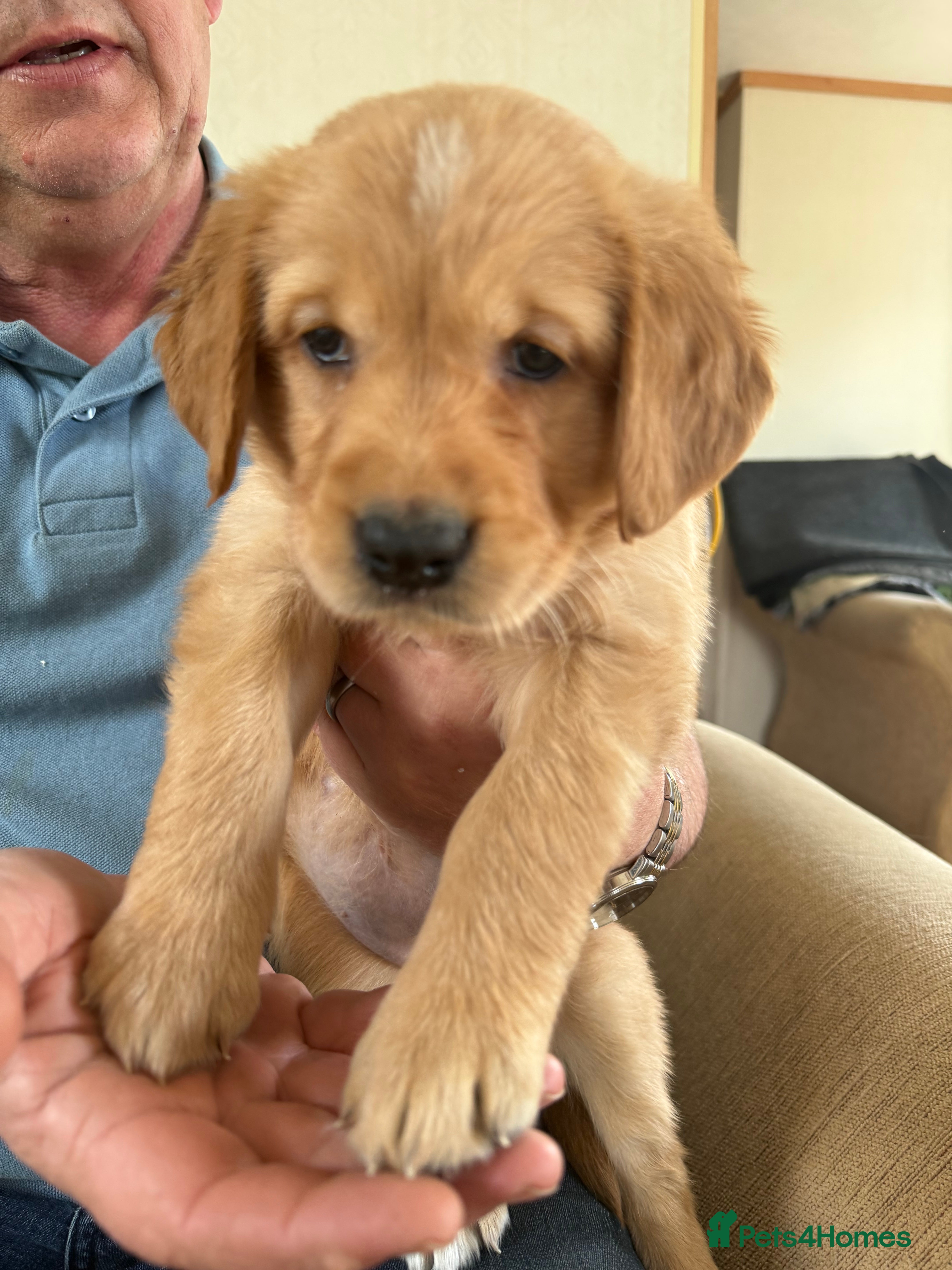 Golden Retriever dogs Stunning golden retriever puppies  - Advert 2